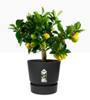 GARDEN & PET SUPPLIES - Elho Greenville Round Pot & Base LIVING BLACK 25cm