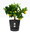 GARDEN & PET SUPPLIES - Elho Greenville Round Pot & Base LIVING BLACK 25cm