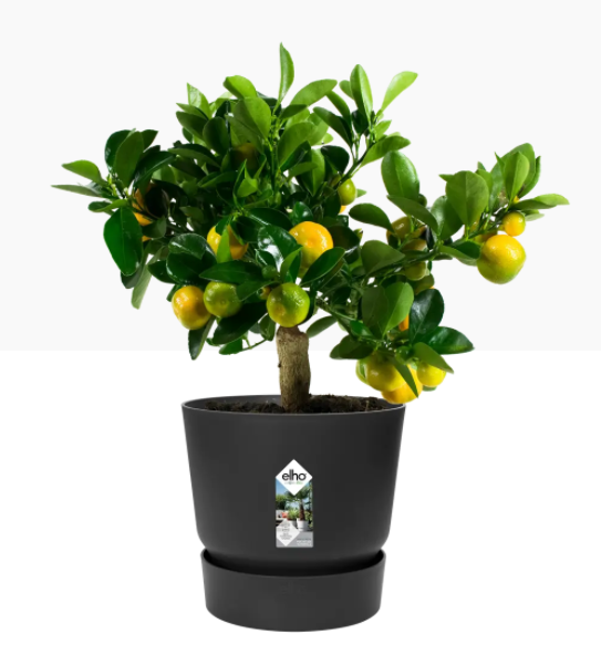 GARDEN & PET SUPPLIES - Elho Greenville Round Pot & Base LIVING BLACK 25cm