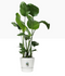 GARDEN & PET SUPPLIES - Elho Greenville Round Pot & Base WHITE 30cm