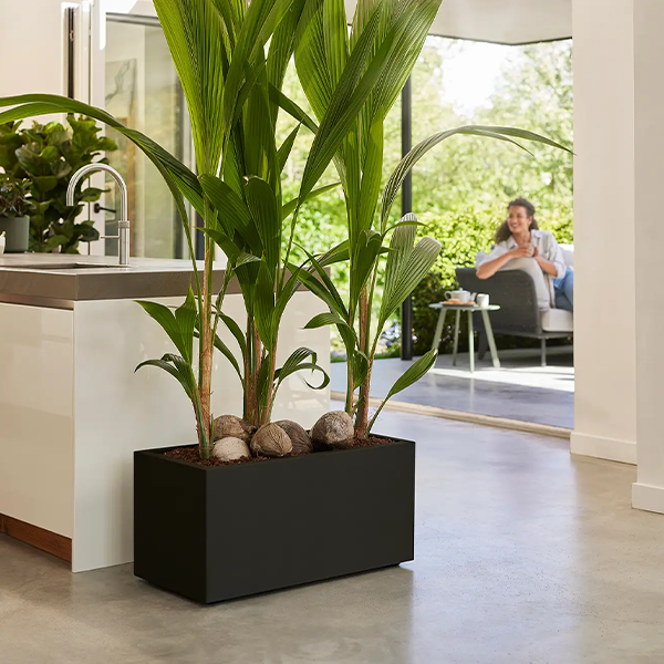 Elho Vivo Next Living Black Long Planter 60cm