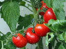 Hygeia Power Grow Concentrated Tomato Food 1 Litre