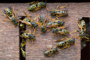 Rentokil Wasp Killer Powder 150g