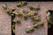 Rentokil Wasp Killer Powder 150g