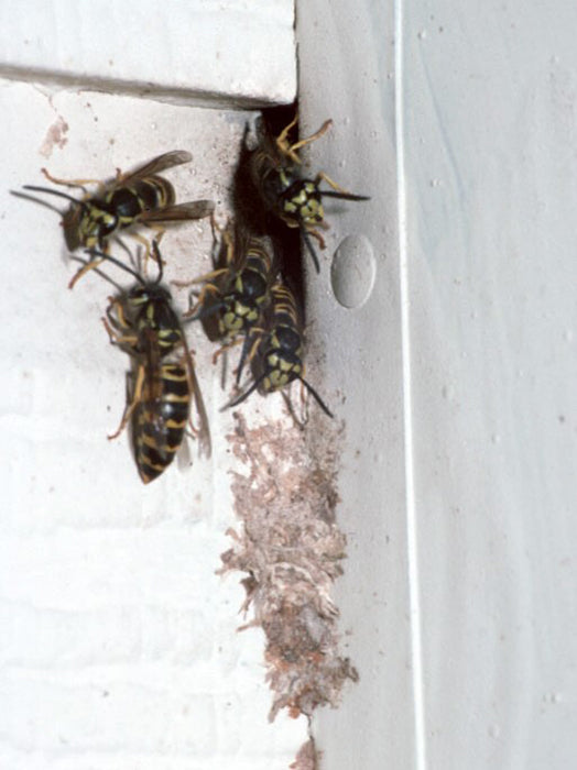 Rentokil Wasp Killer Powder 150g